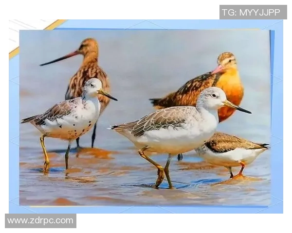 小春的四季变迁与心灵成长之旅探寻自然与自我的和谐共鸣